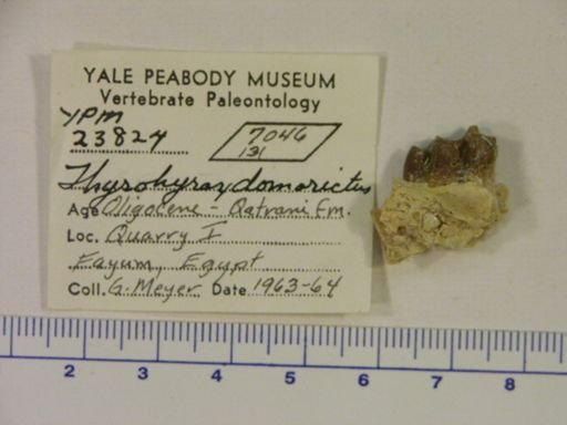 Thyrohyrax domorictus
