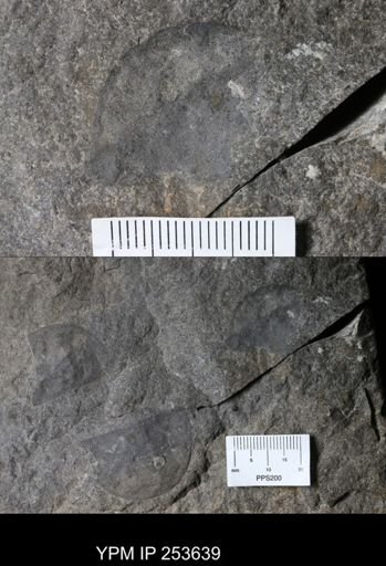 Erieopterus sp.