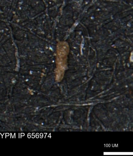 Verneuilinoides kansasensis