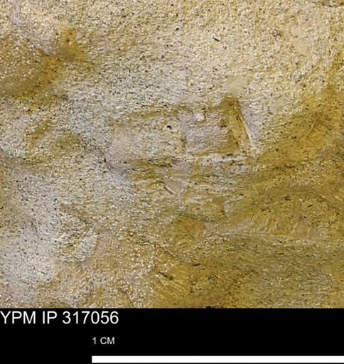 undet. Mollusca