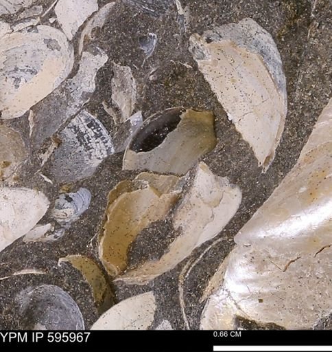 Protocardia sp.