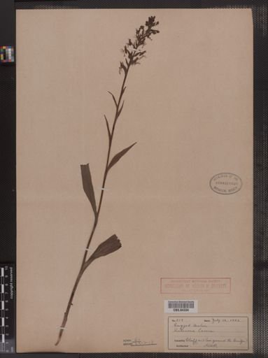 Habenaria lacera