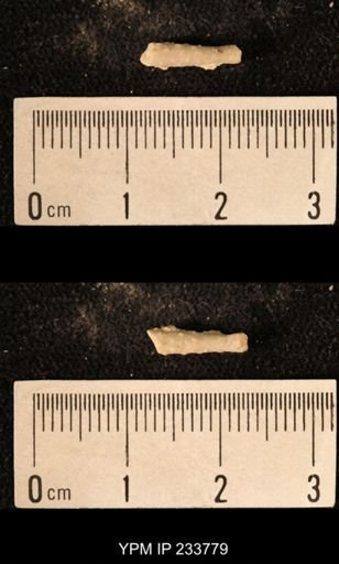 Archaeocidaris sp.