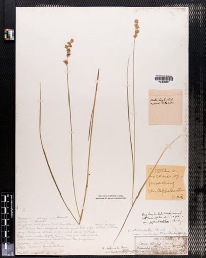 Carex cephalantha