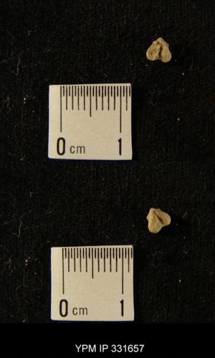 Dicoelosia sp.