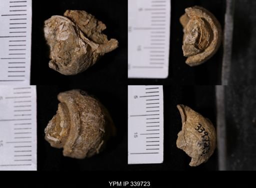 Campeloma nebrascensis nebrascensis
