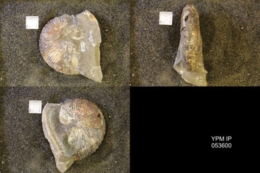 Hoploscaphites comprimus