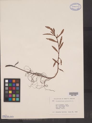 Proserpinaca palustris