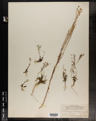 Plantae