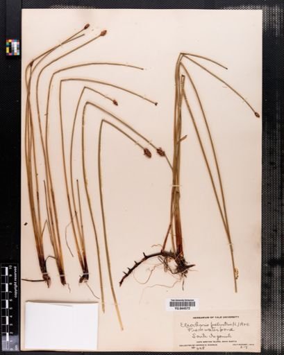 Eleocharis palustris