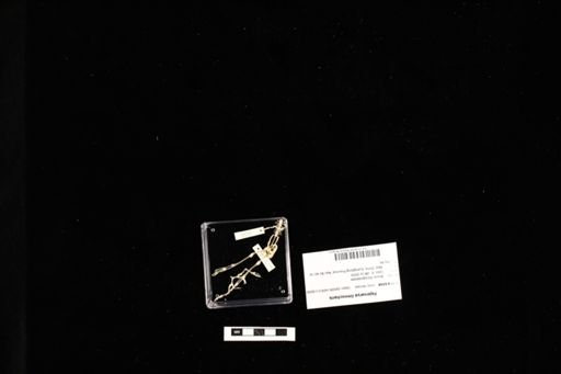 Fejervarya limnocharis