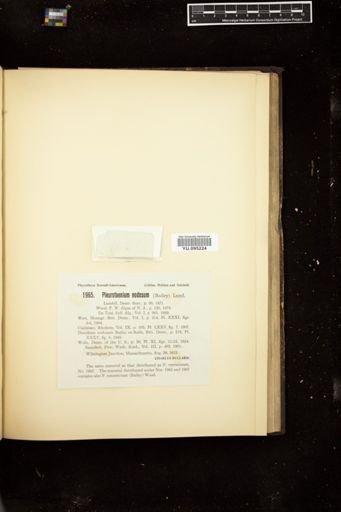 Pleurotaenium nodosum