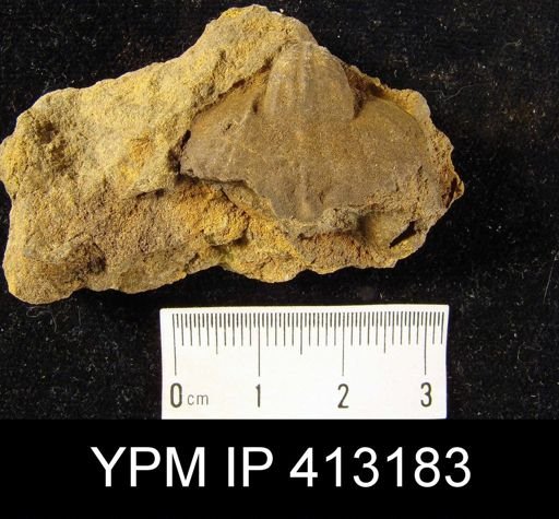 Orthorhynchula sp.