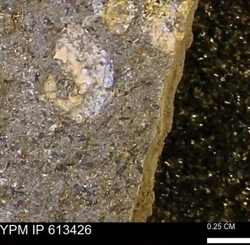 Scaphites sp.