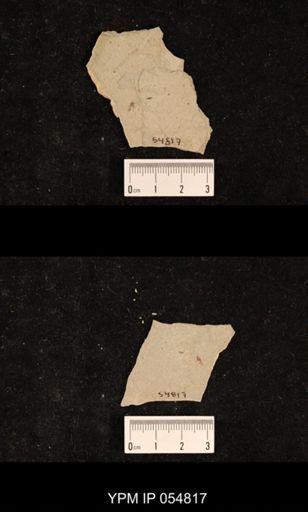 undet. Hexapoda