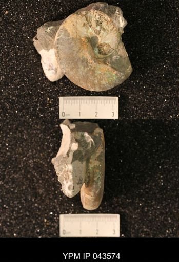 Hoploscaphites nicolletii