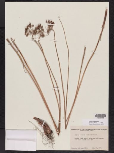 Allium