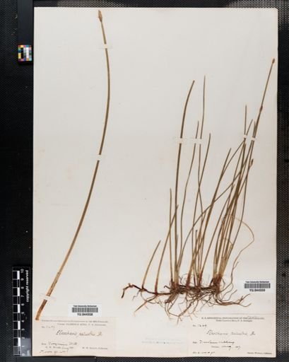 Eleocharis palustris