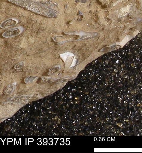 undet. Serpulidae
