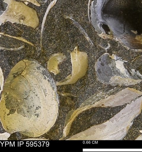 Protocardia sp.