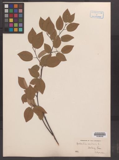 Amelanchier canadensis