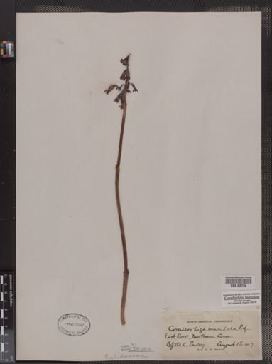 Corallorhiza maculata