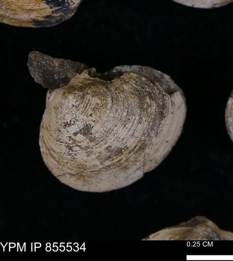 Limopsis striatopunctatus