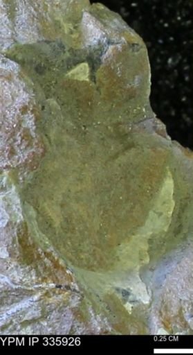undet. Bivalvia