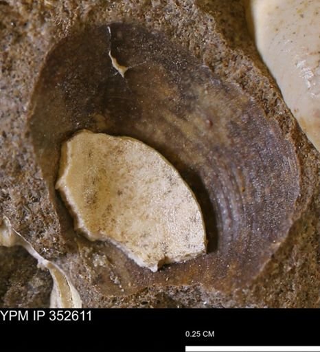 undet. Bivalvia
