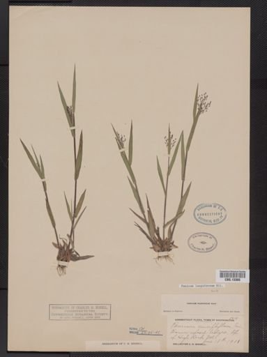 Panicum lanuginosum
