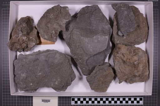 mixed taxa, stratigraphic collection