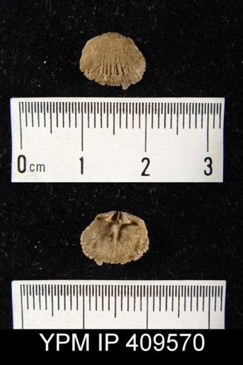 Glyptorthis sp.