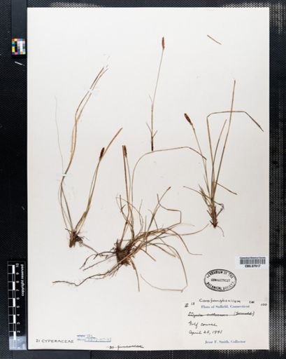 Carex pensylvanica