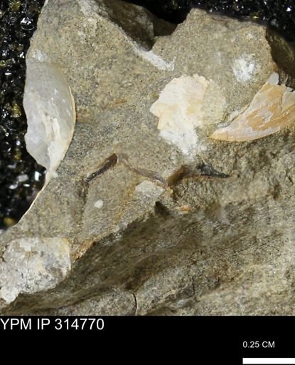 undet. Bivalvia
