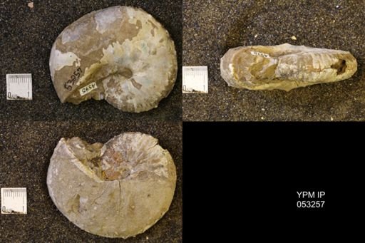 Discoscaphites conradi