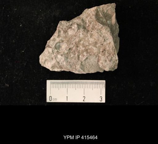 Ambocoelia planoconvexa