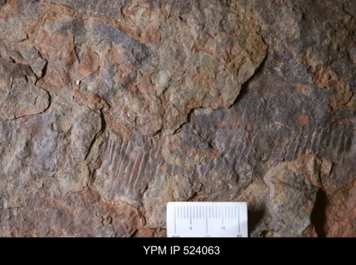 undet. Arthropoda