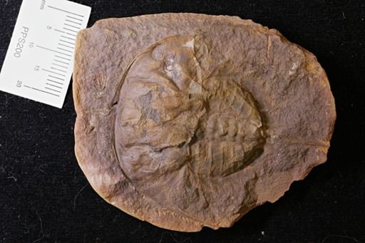 Euproops danae