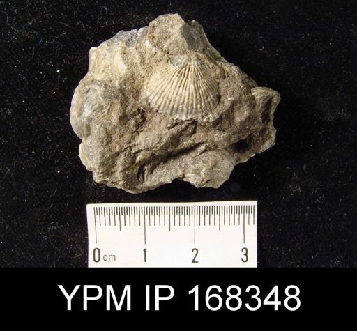 undet. Brachiopoda