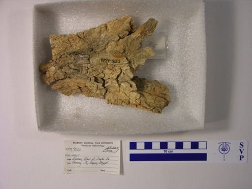 undet. Gnathostomata