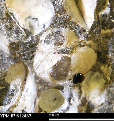 Protocardia subquadrata