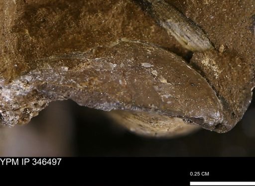 undet. Bivalvia