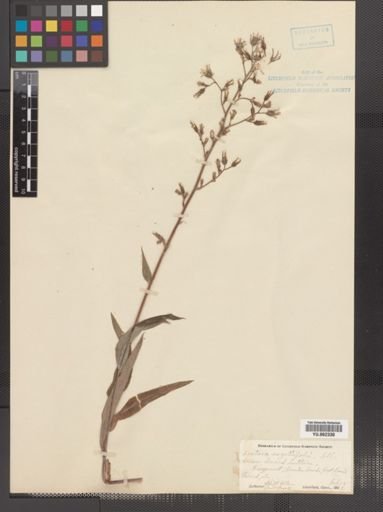 Lactuca sagittifolia