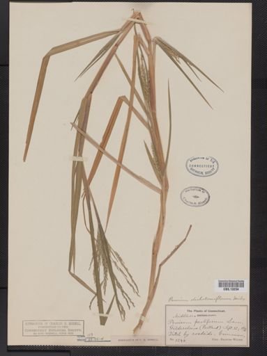 Panicum dichotomiflorum