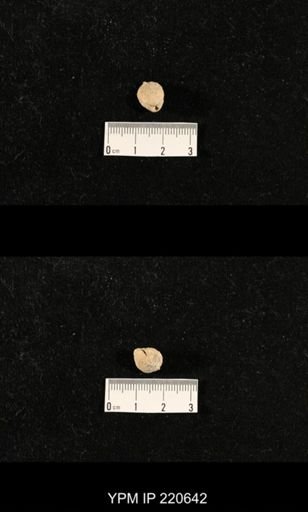 Dielasma sp.