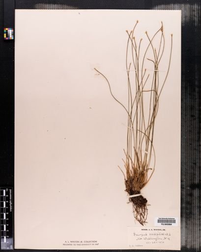 Scirpus caespitosus