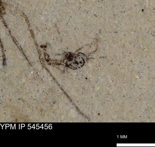 undet. Arthropoda