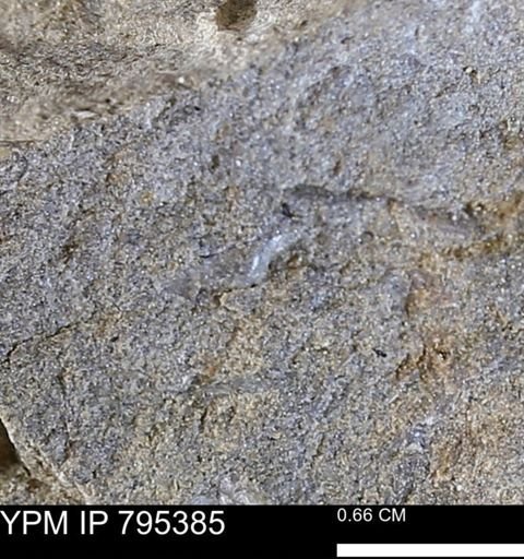 undet. Bivalvia