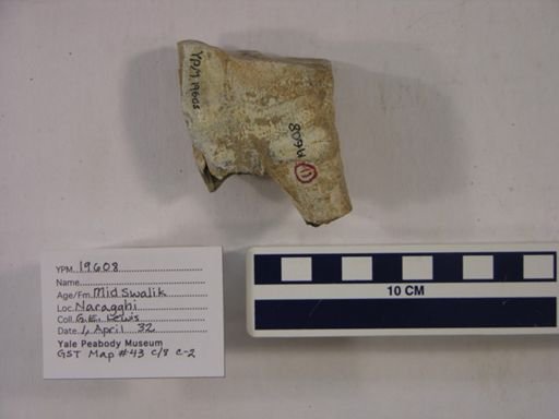 Rhinocerotidae