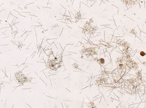 Iophon sp.